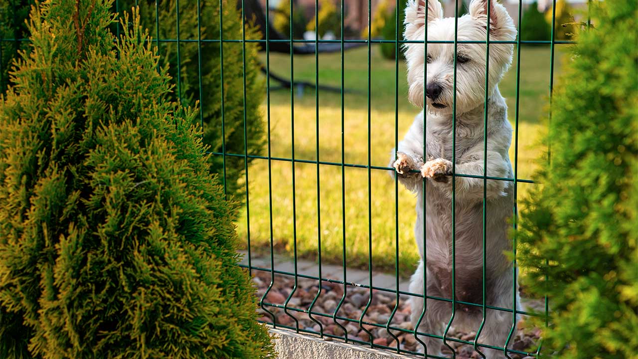 Tu casa a prueba de mascotas