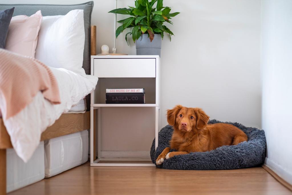 perro está acostado cama para gatos con reloj a un lado